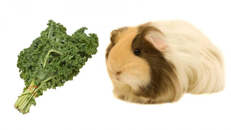 Guinea Pigs and Kale