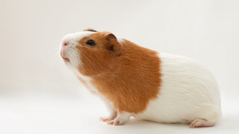 Guinea Pigs are Healthy