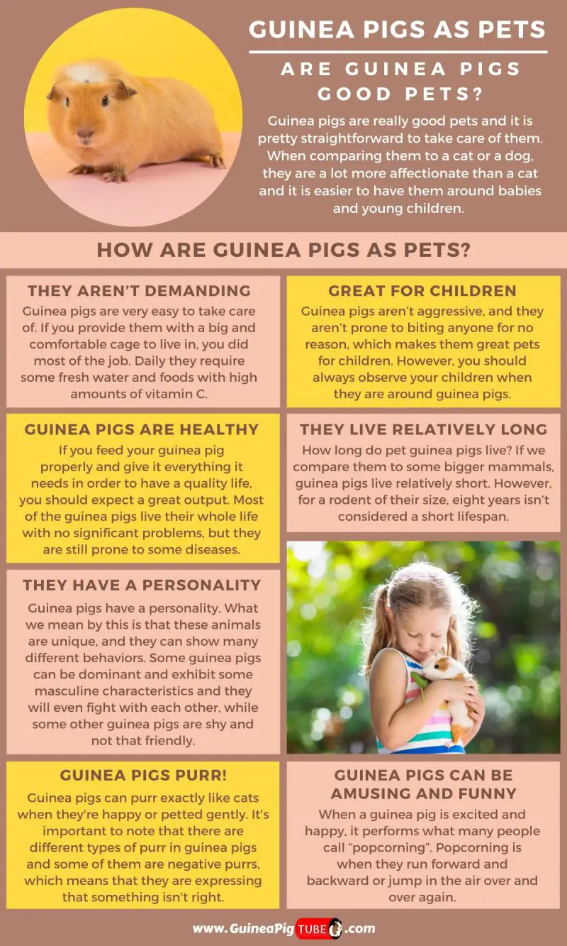 Guinea Pigs as Pets Are Guinea Pigs Good Pets_1
