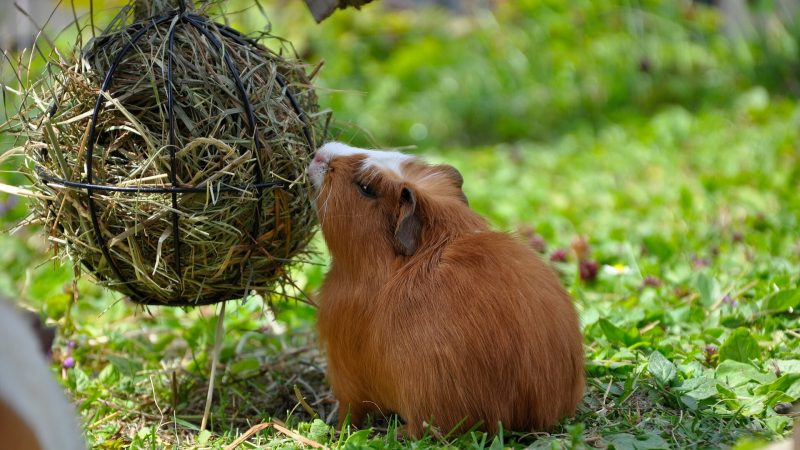Hay for guinea pigs
