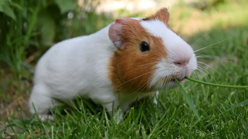 Herbs and Grass for guinea pigs