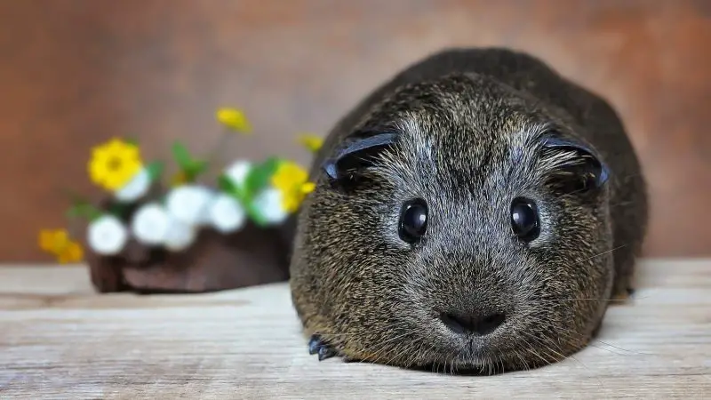 How Do You Know If a Guinea Pig Is Scared