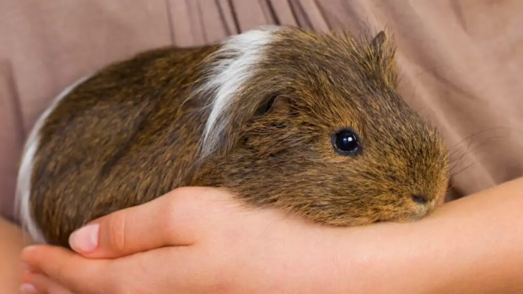 how to make your guinea pig not scared of you