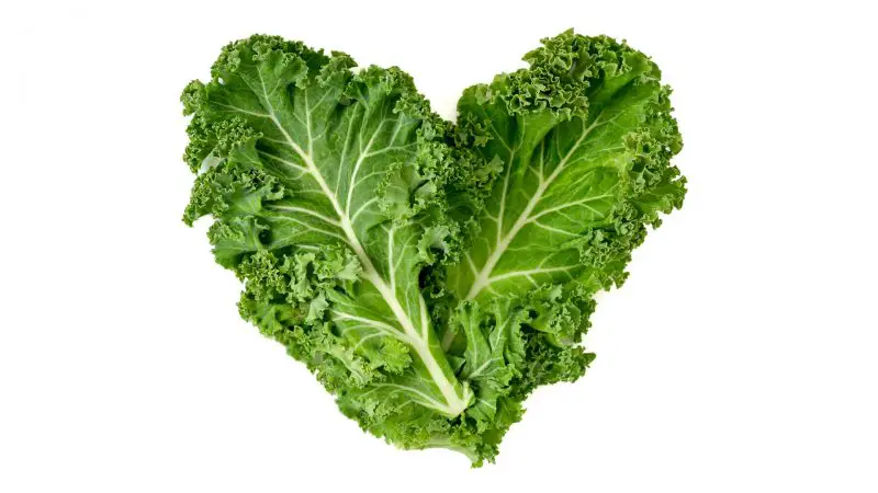 Is Kale Good for Guinea Pigs Health Benefits
