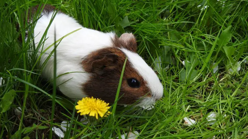 More Information About Guinea Pigs and Dandelions