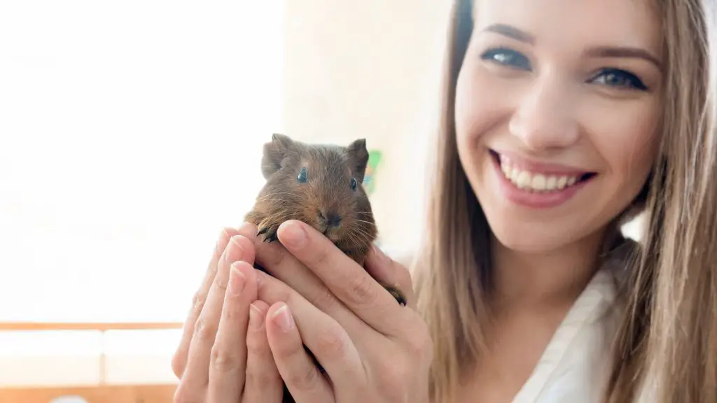 My Guinea Pig Bites Me When I Pick Her Up Instructions