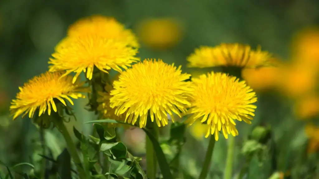Nutrition Facts of Dandelions for Guinea Pigs