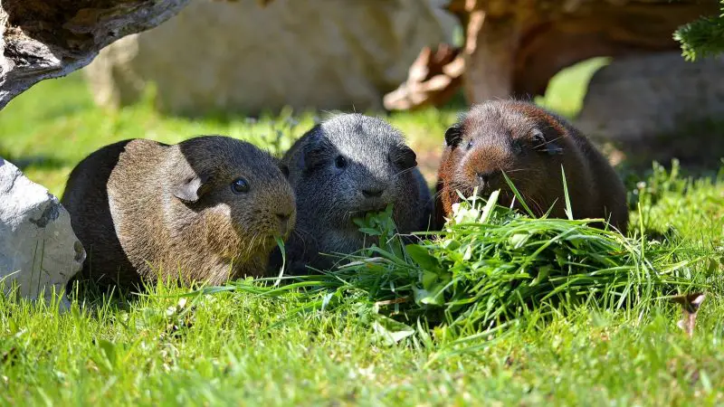 Nutritional Requirements for Guinea Pigs