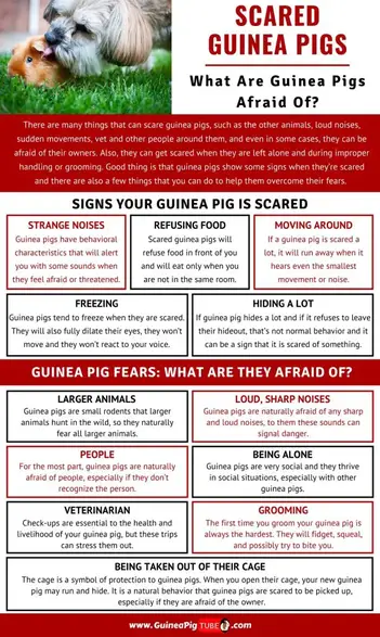 Scared Guinea Pigs What Are Guinea Pigs Afraid Of Guinea Pig Tube