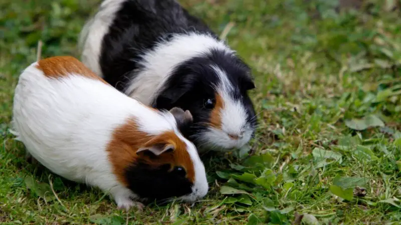 The Difference in Domestic and Wild Guinea Pigs