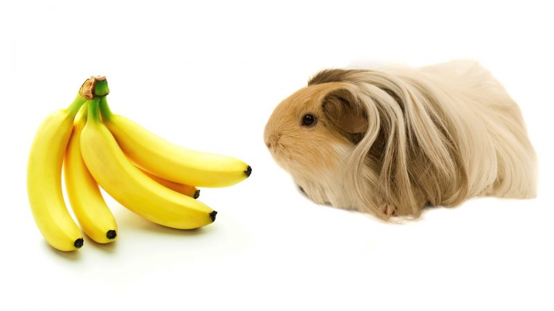 Tips on How to Feed Bananas To Guinea Pigs