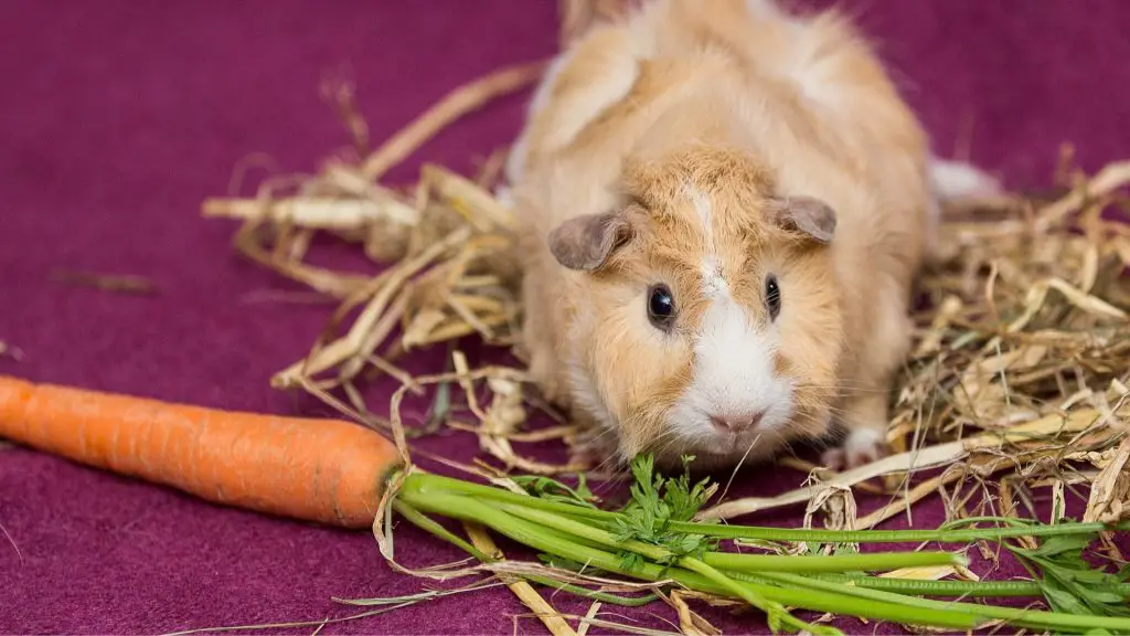 Vegetables and Leafy Greens for guinea pigs