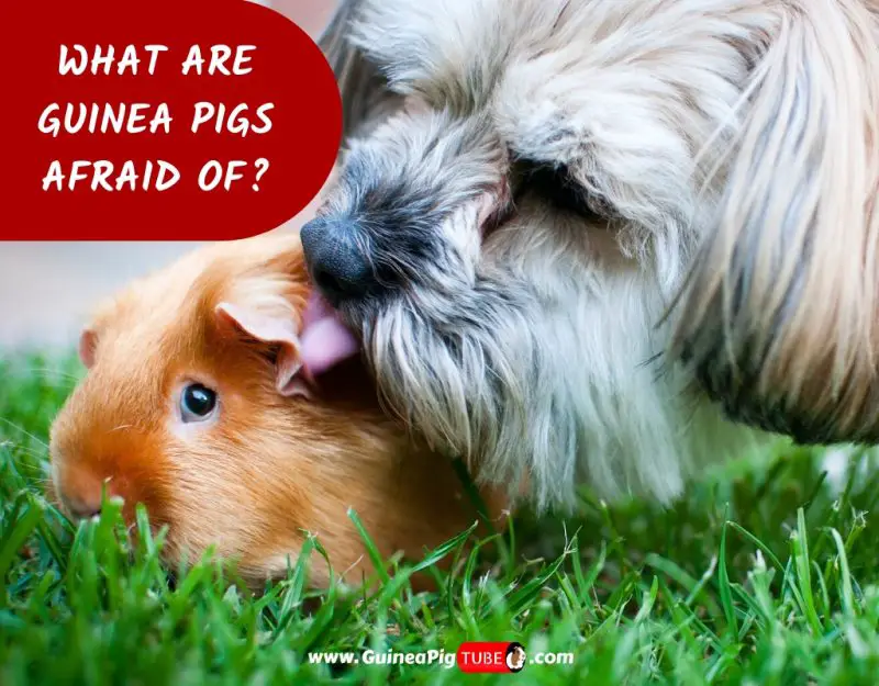 What Are Guinea Pigs Afraid Of_
