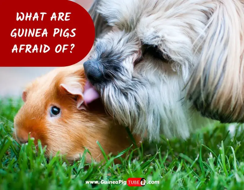 how to make your guinea pig not scared of you