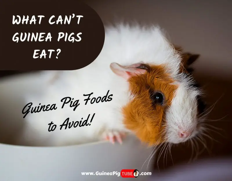 what guinea pigs like to eat