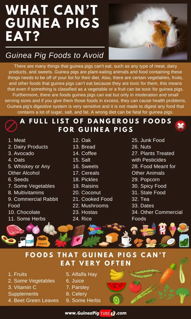 What Can't Guinea Pigs Eat - Guinea Pig Foods to Avoid_1