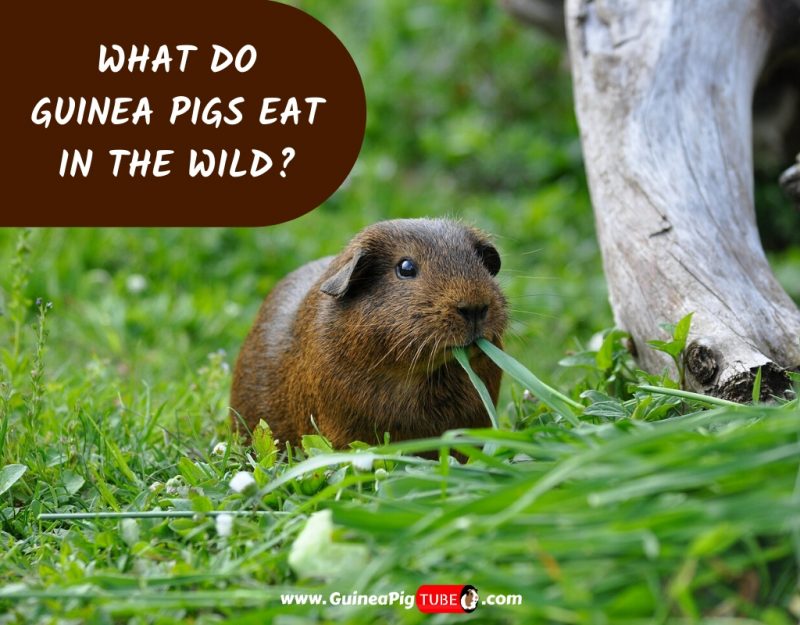 What Do Guinea Pigs Eat In The Wild_.