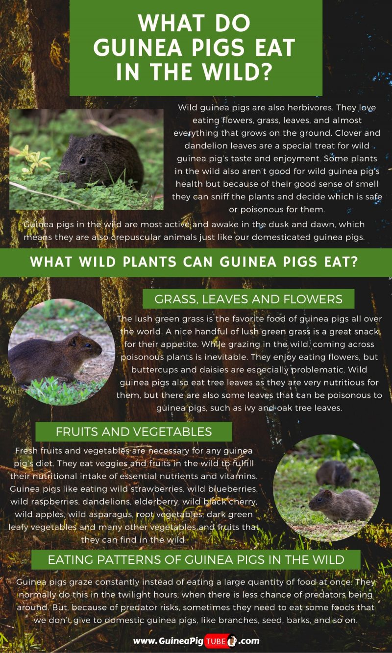 What Do Guinea Pigs Eat In The Wild_1