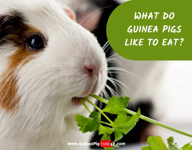 What guinea pigs sales like to eat