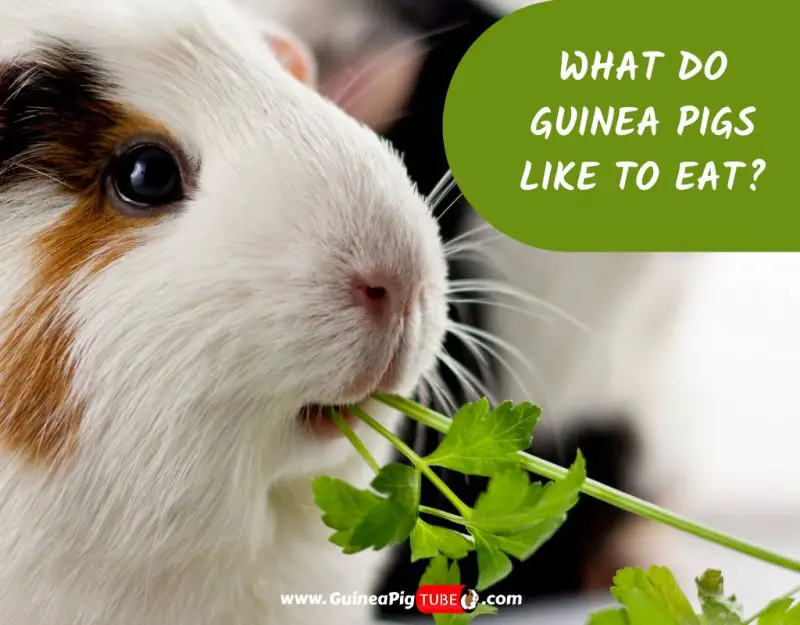 what do guinea pigs love to eat