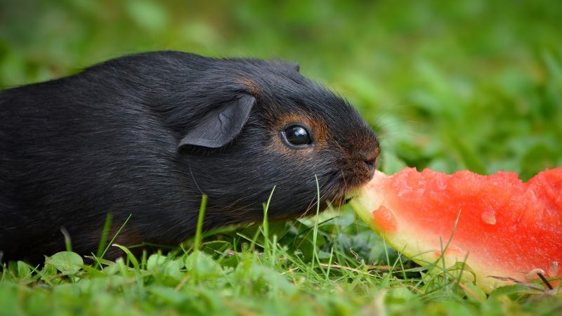 What Do Guinea Pigs Like to Eat as a Treat
