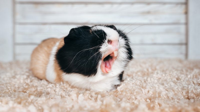 What Sound Does a Guinea Pig Make When It’s Scared