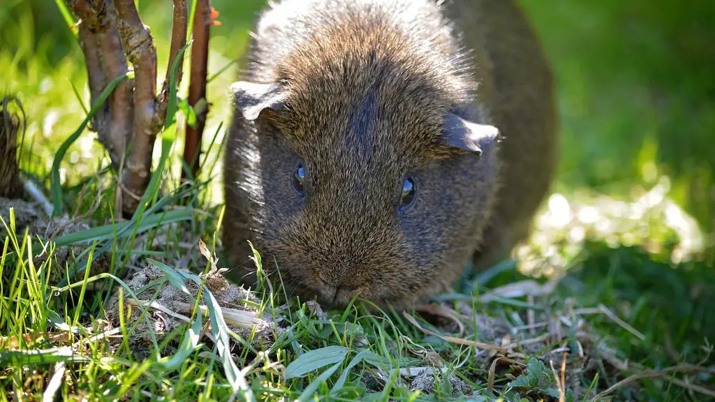 What Wild Plants Can Guinea Pigs Eat.