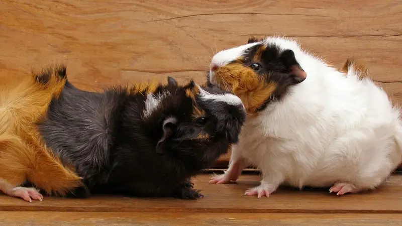 Why Do Guinea Pigs Bite Each Other