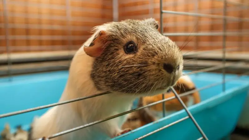 Why Do Guinea Pigs Bite Their Cage