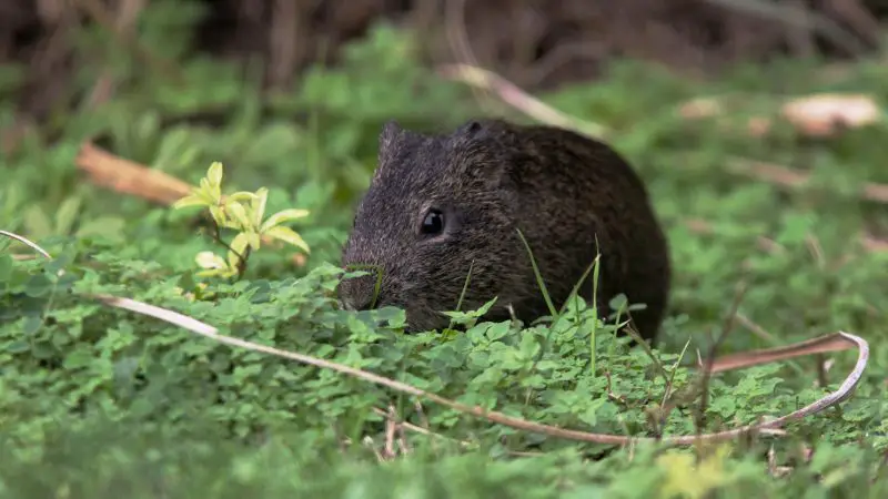 Wild Guinea Pig Diet