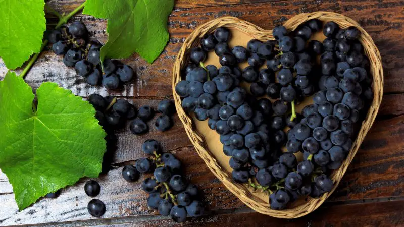 Are Grapes Good for Guinea Pigs