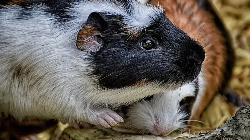 Are My Guinea Pigs Fighting or Playing Important Differences