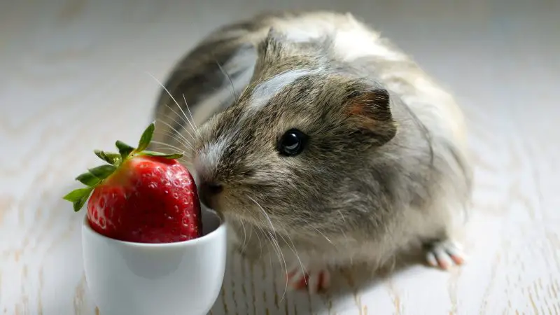 Are Strawberries Bad for Guinea Pigs
