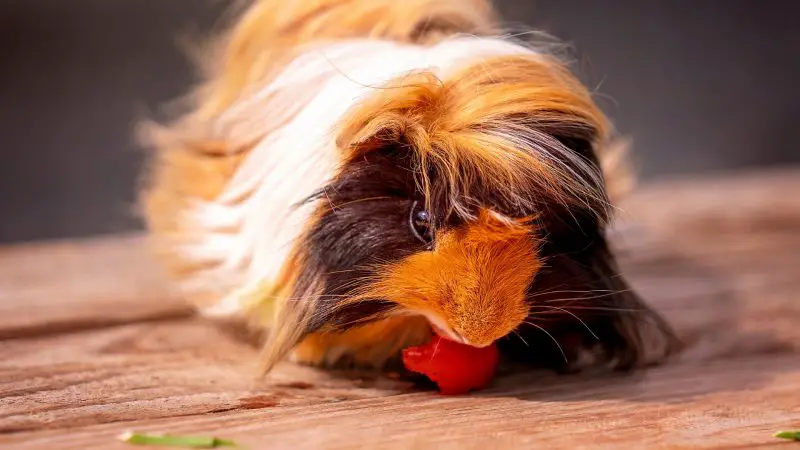 Are Tomatoes Poisonous to Guinea Pigs Possible Risks
