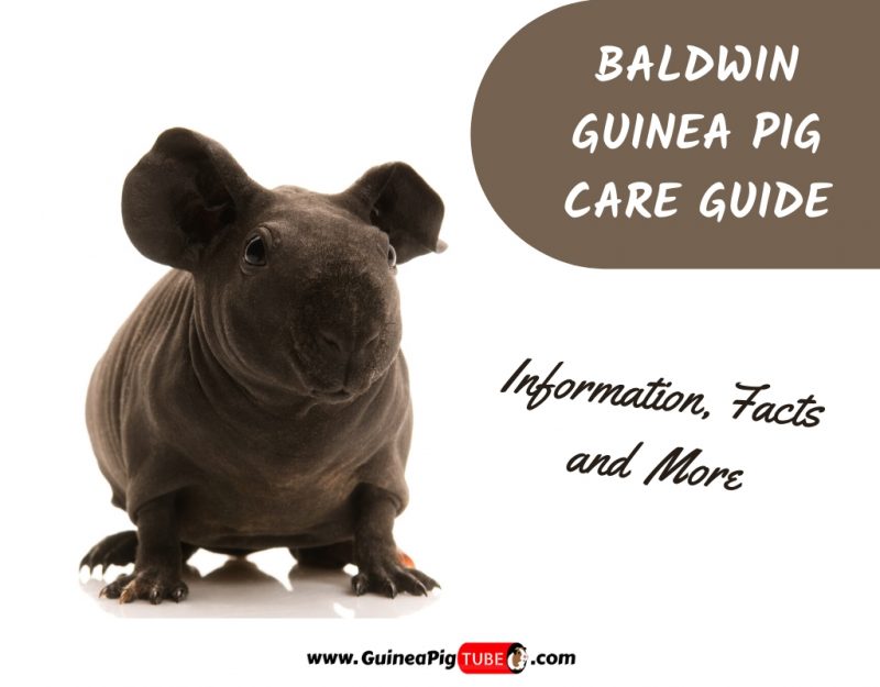 Baldwin Guinea Pig Care Guide