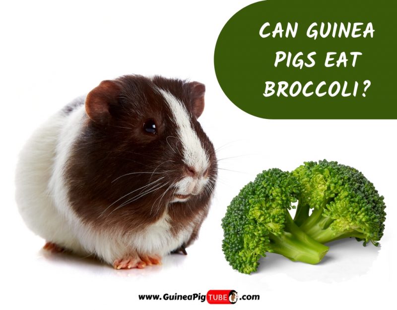 Guinea pigs can eat broccoli and they absolutely love them. 