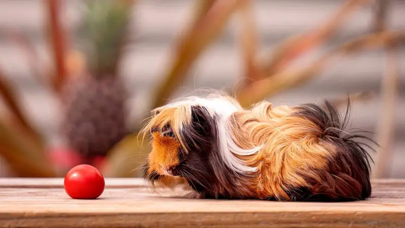 Can Guinea Pigs Eat Cherry Tomatoes