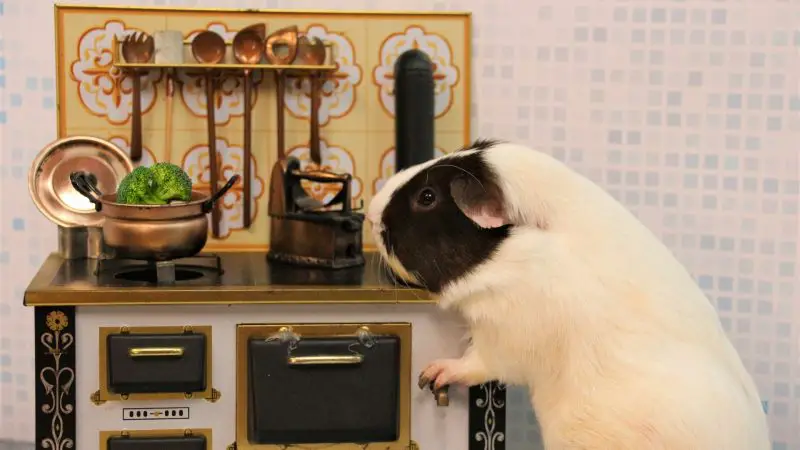 Can Guinea Pigs Eat Cooked Broccoli