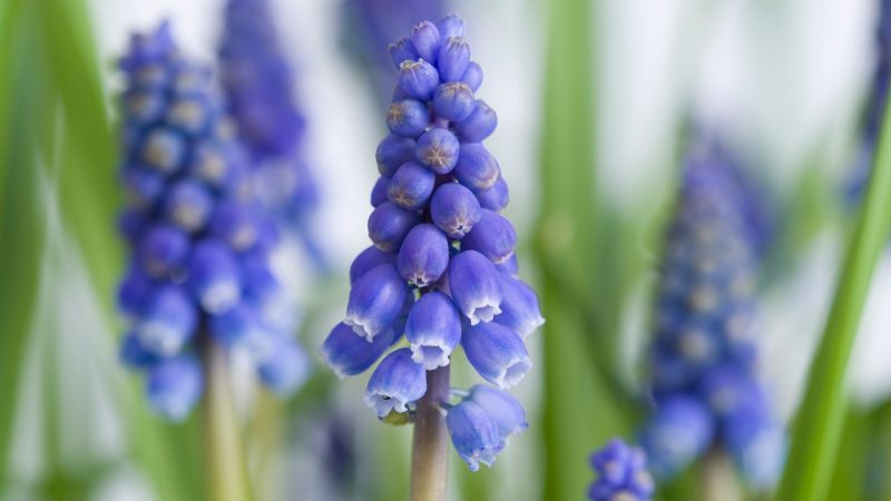 Can Guinea Pigs Eat Grape Hyacinth