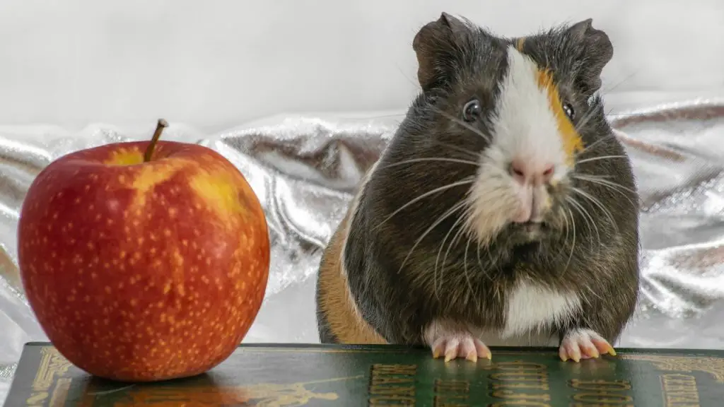 Kunnen cavia's rode appel eten