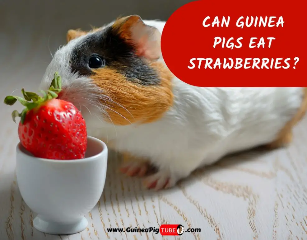 Can Guinea Pigs Eat Strawberries? (Benefits, Risks, Serving Size & More