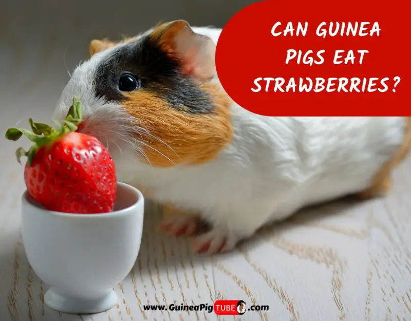Can Guinea Pigs Eat Strawberries_