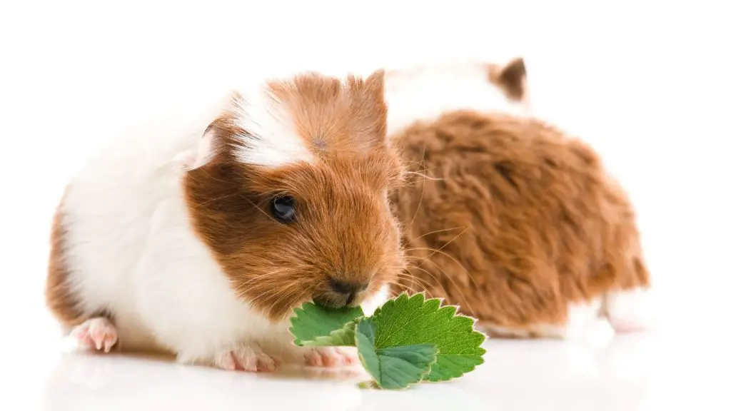 Can Guinea Pigs Eat Strawberry Leaves