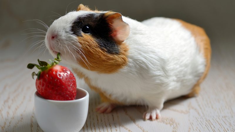 Can Guinea Pigs Eat Strawberry Tops