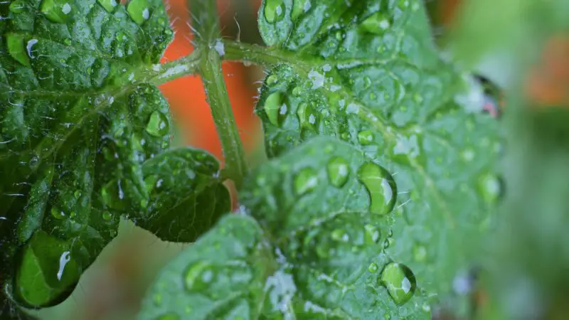 Can Guinea Pigs Eat Tomato Leaves