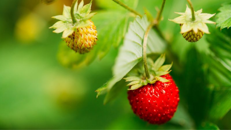 Can Guinea Pigs Eat Wild Strawberries