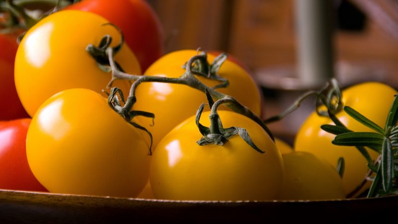 Can Guinea Pigs Eat Yellow Tomatoes