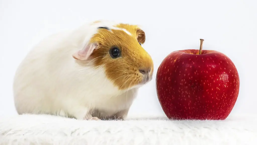 Les cochons d'Inde peuvent-ils manger une pomme entière