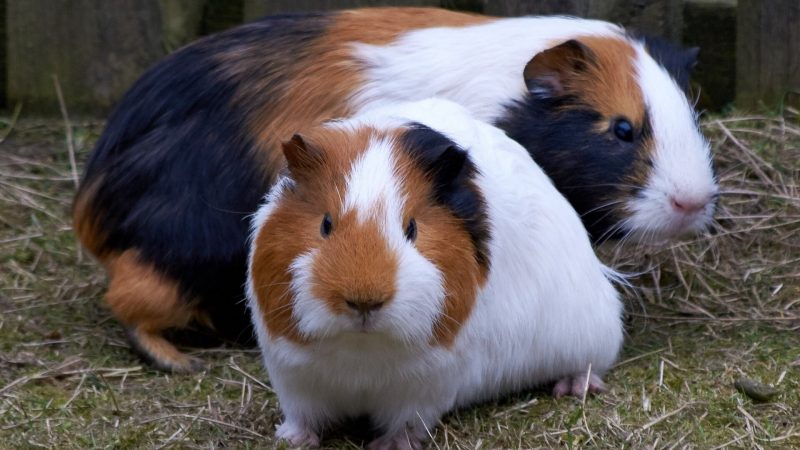 Does Gender Affect How Much Guinea Pigs Will Fight