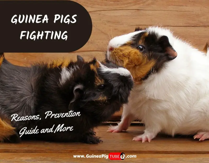 Guinea Pigs Fighting_ Reasons, Prevention Guide & More